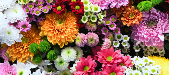 https://www.1800flowers.com/blog/wp-content/uploads/2021/05/Birthday-Flowers-Colors.jpg